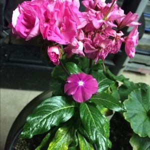 Meet your Posher, Mahlon